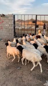 أغنام بربري